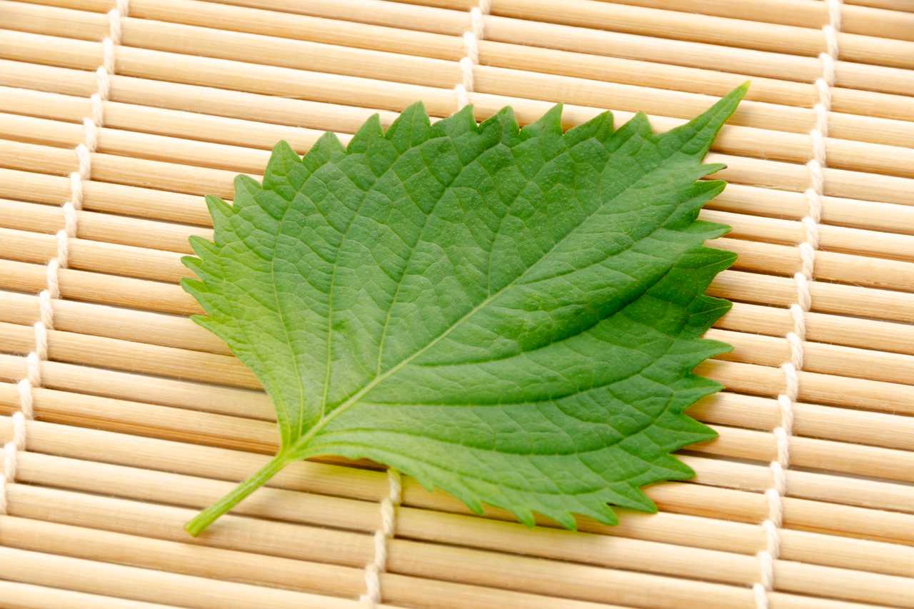 Shiso leaf on bamboo