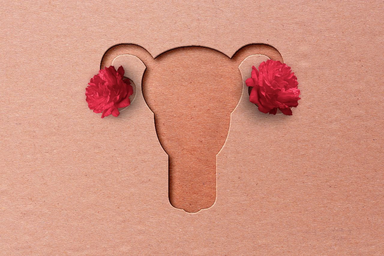 progesterone function