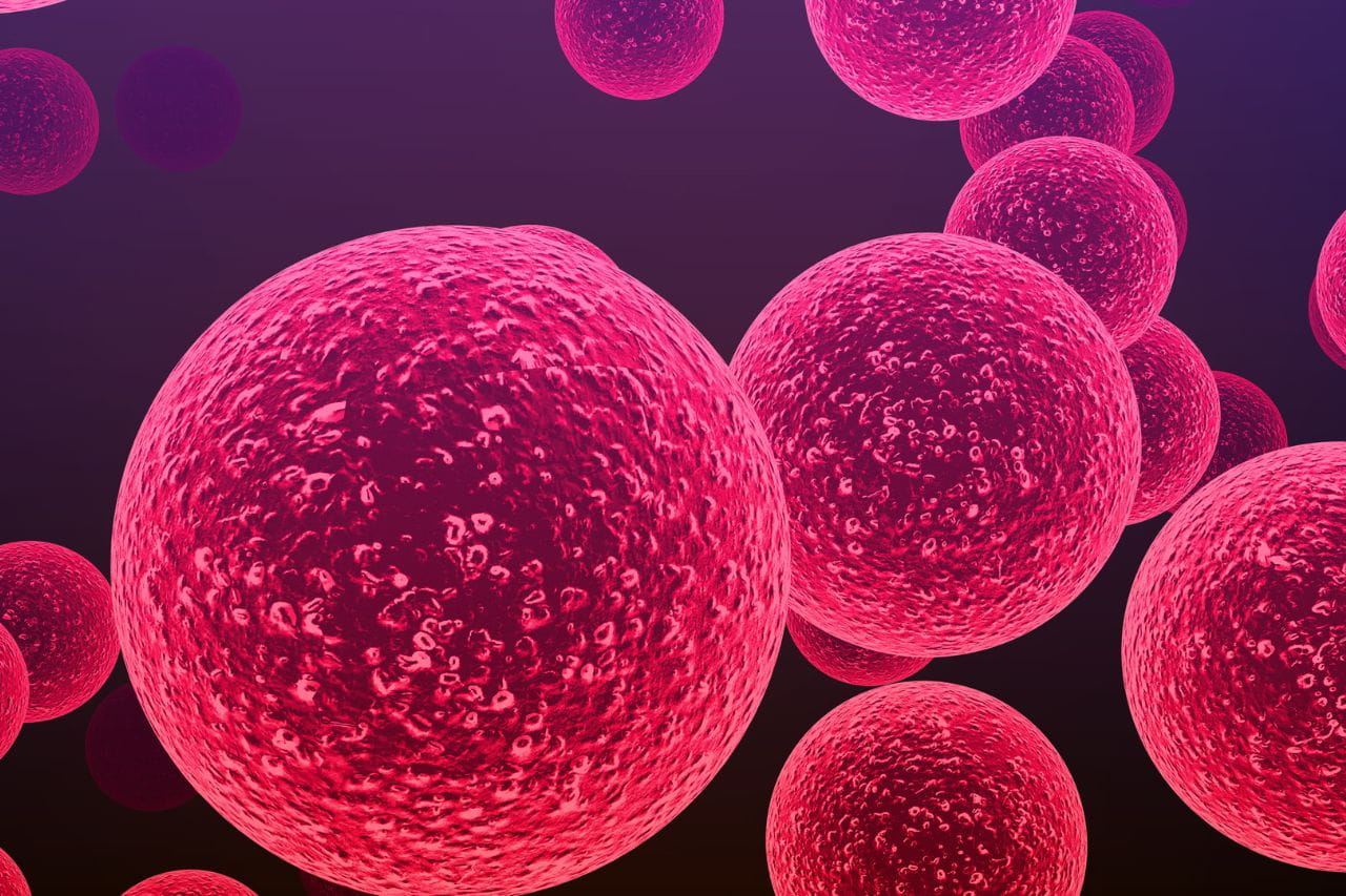 staph infection bacteria