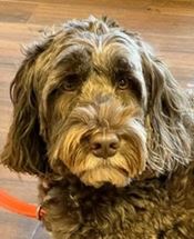 Benee - WAGS Animal Assisted Therapy dog