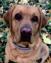 Edith Mae - WAGS Animal Assisted Therapy dog