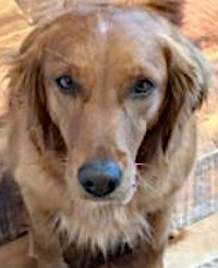 Jessi - WAGS Animal Assisted Therapy dog