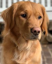 Ruby - WAGS Animal Assisted Therapy dog