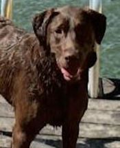 Stella - WAGS Animal Assisted Therapy dog