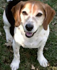 Toby - WAGS Animal Assisted Therapy dog